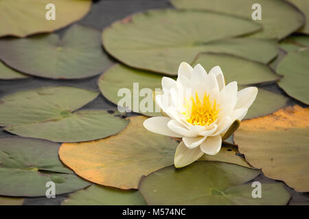 Weiße Seerose (Nymphaea alba) wachsen in kleinen See. Tipperary, Irland. Stockfoto