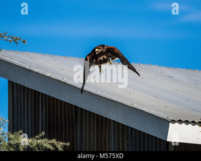 Harris Hawk im Flug Stockfoto