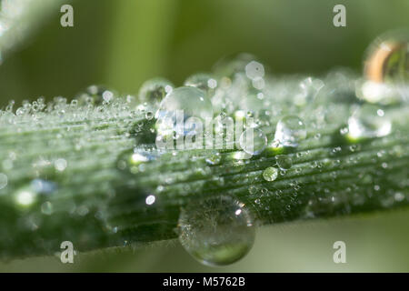 Ein Tropfen, abstrakt, Hintergrund, hell, sauber, Farbe, Tau, Tropfen, frisch, grün, Blatt, Leben, Licht, Makro, Natur, Natur, Regen, Frühling, Stammzellen, Textur Stockfoto