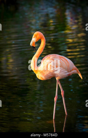 Amerikanische Flamingo (Phoenicopterus Ruper) im Teich an Everglades Wonder Garten, Bonita Springs, Florida, USA Stockfoto