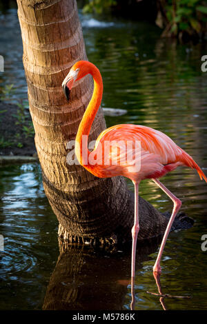 Amerikanische Flamingo (Phoenicopterus Ruper) im Teich an Everglades Wonder Garten, Bonita Springs, Florida, USA Stockfoto