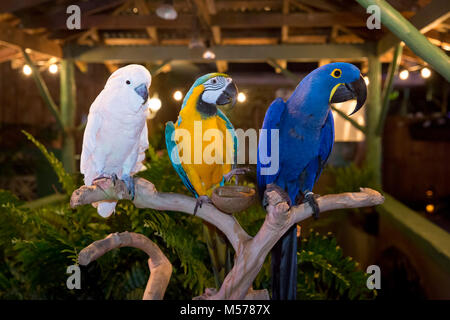 Molukken Kakadus (cacatua Moluccensis), ein Blau und Gold Ara (Ara Ararauna) und eine Hyazinthe Mcaw (Anodorhynchus Hyacinthinus) Everglades gewonnen Stockfoto