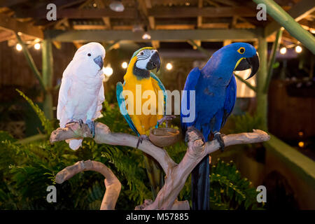 Molukken Kakadus (cacatua Moluccensis), ein Blau und Gold Ara (Ara Ararauna) und eine Hyazinthe Mcaw (Anodorhynchus Hyacinthinus) Everglades gewonnen Stockfoto