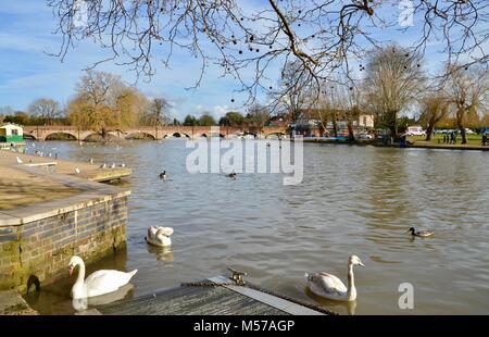 Schwäne und Enten auf dem Fluss in Stratford-upon-Avon, Warwickshire Stockfoto