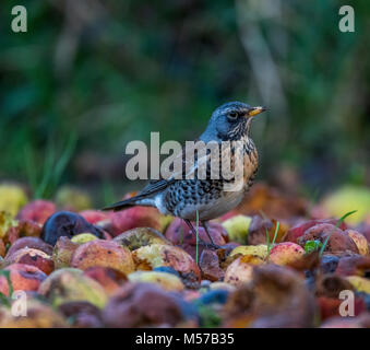 Wacholderdrossel, eine Überwinterung Arten in der UK, ernährt sich von Fallobst in einem Wildlife freundlich Garten. Wintergarten Vögel Stockfoto