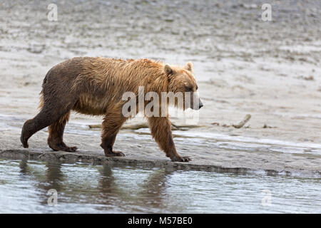 Grizzly Bär am Ufer des Flusses Douglas Stockfoto