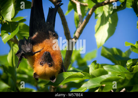 Eine Seychellen Obst bat oder Flying Fox Pteropus seychellensis hängen von einem Ast und zeigte mit seinem Finger in die Kamera schaut Stockfoto