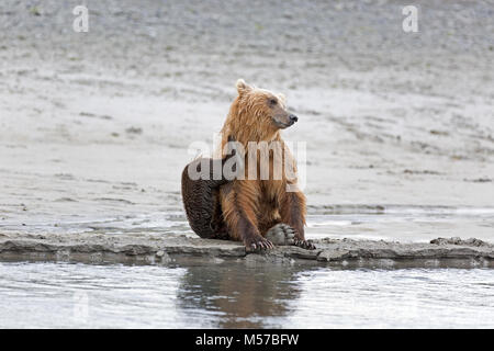 Grizzly Bär am Ufer des Flusses Douglas Stockfoto