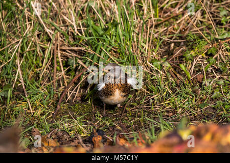 Wacholderdrossel, eine Überwinterung Arten in der UK, ernährt sich von Fallobst in einem Wildlife freundlich Garten. Wintergarten Vögel Stockfoto