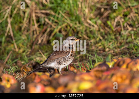 Wacholderdrossel, eine Überwinterung Arten in der UK, ernährt sich von Fallobst in einem Wildlife freundlich Garten. Wintergarten Vögel Stockfoto