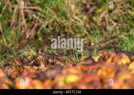 Wacholderdrossel, eine Überwinterung Arten in der UK, ernährt sich von Fallobst in einem Wildlife freundlich Garten. Wintergarten Vögel Stockfoto