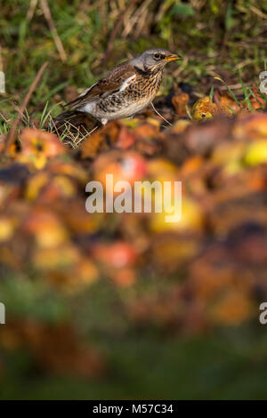 Wacholderdrossel, eine Überwinterung Arten in der UK, ernährt sich von Fallobst in einem Wildlife freundlich Garten. Wintergarten Vögel Stockfoto