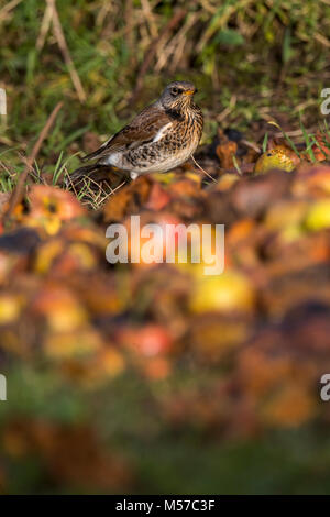 Wacholderdrossel, eine Überwinterung Arten in der UK, ernährt sich von Fallobst in einem Wildlife freundlich Garten. Wintergarten Vögel Stockfoto