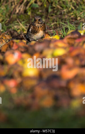 Wacholderdrossel, eine Überwinterung Arten in der UK, ernährt sich von Fallobst in einem Wildlife freundlich Garten. Wintergarten Vögel Stockfoto