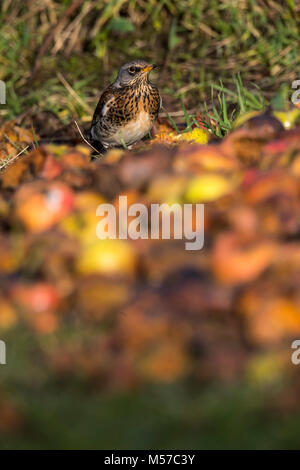 Wacholderdrossel, eine Überwinterung Arten in der UK, ernährt sich von Fallobst in einem Wildlife freundlich Garten. Wintergarten Vögel Stockfoto