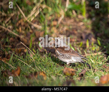 Wacholderdrossel, eine Überwinterung Arten in der UK, ernährt sich von Fallobst in einem Wildlife freundlich Garten. Wintergarten Vögel Stockfoto