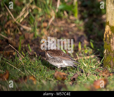 Wacholderdrossel, eine Überwinterung Arten in der UK, ernährt sich von Fallobst in einem Wildlife freundlich Garten. Wintergarten Vögel Stockfoto