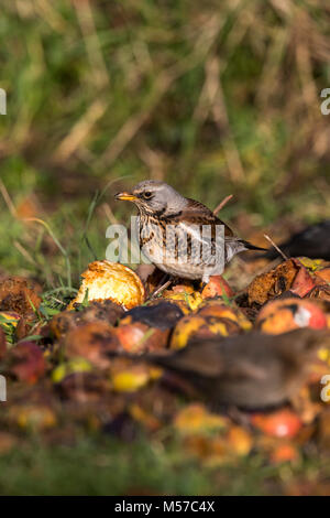 Wacholderdrossel, eine Überwinterung Arten in der UK, ernährt sich von Fallobst in einem Wildlife freundlich Garten. Wintergarten Vögel Stockfoto