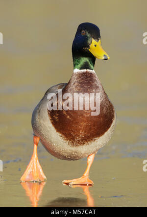 Stockente (Anas platyrhynchos) erwachsenen männlichen, Wandern auf dem gefrorenen See, Leeds, West Yorkshire, England, Januar Stockfoto