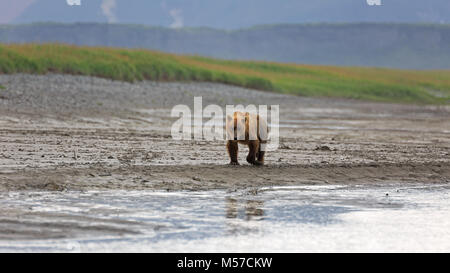 Grizzly Bär am Ufer des Flusses Douglas Stockfoto