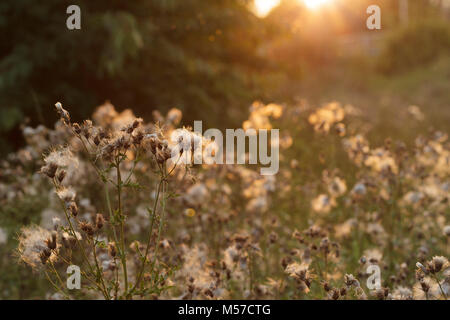 Saatgut Staats Creeping Thistle (Cirsium arvense) mit Hintergrundbeleuchtung bei Sonnenuntergang, Letchmire Weiden Nature Reserve, West Yorkshire, England, August Stockfoto