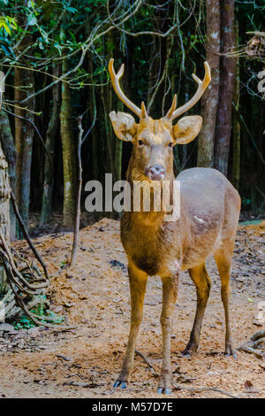 Barasingha (Cervus duvauceli), auch genannt Rotwild Sumpf, anmutige Reh, aus der Familie der Cervidae (Artiodactyla) Stockfoto