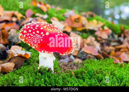 Fly agaric in Moss mit Herbstlaub Stockfoto