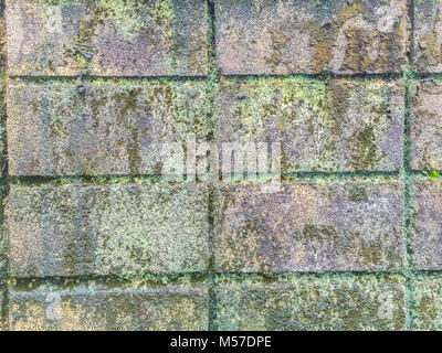 Close-up Old Brick Wall mit Moos und Flechten. Moos wächst auf alten Mauer. Moos wächst in der Regel unter Bäumen oder feuchten Wandflächen. Stockfoto