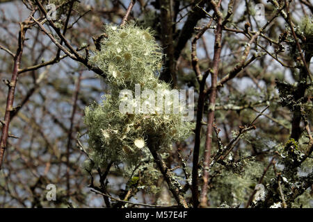 Flechten auf einem blackthorn Bush Blüte im Winter Sonnenschein in Carmarthenshire Landschaft im Winter Wales UK KATHY DEWITT Stockfoto