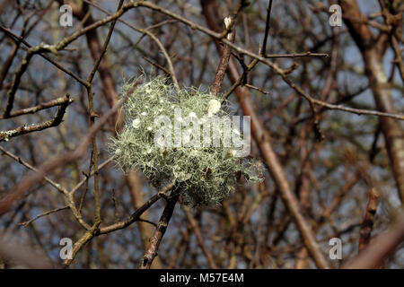 Flechten auf einem blackthorn Bush Blüte im Winter Sonnenschein in Carmarthenshire Landschaft im Winter Wales UK KATHY DEWITT Stockfoto