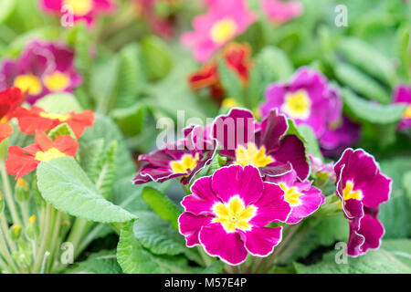 Close-up hell-lila Veilchen blühen auf Ein unscharfer Hintergrund. Festival von Veilchen und Blume Veilchen anordnen im Winter. Stockfoto
