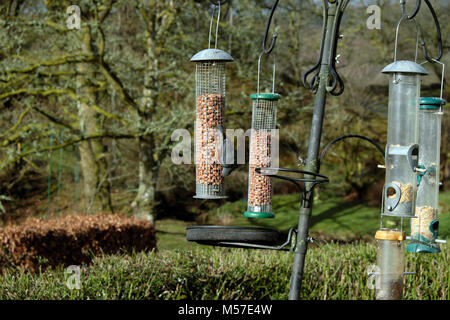 Ein Kleiber (Sitta europaea) Vogelfütterung auf Erdnüsse in einer birdfeeder in ländlichen Land Garten im Winter Februar Wales Carmarthenshire UK KATHY DEWITT Stockfoto