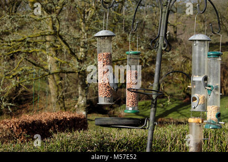 Ein Kleiber (Sitta europaea) Fütterung auf Erdnüsse in einem futterhaus in ländlichen Land Garten im Winter im Februar Wales Carmarthenshire UK KATHY DEWITT Stockfoto