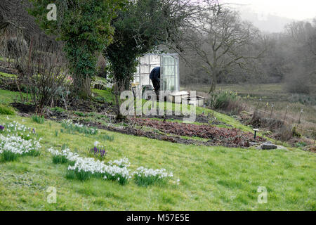 Ein Mann arbeitet im Gewächshaus Februar Garten im Winter immer bereit für den Frühling auf dem Land Schneeglöckchen auf Rasen Carmarthenshire Wales UK KATHY DEWITT Stockfoto