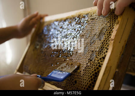 Nahaufnahme der menschlichen Hand Gewinnung von Honig aus Waben gelb. Imker Schnitte Wachs aus der Wabe Rahmen mit speziellen Messer. Stockfoto