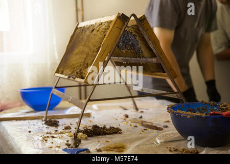 Nahaufnahme der menschlichen Hand Gewinnung von Honig aus Waben gelb. Imker Schnitte Wachs aus der Wabe Rahmen mit speziellen Messer. Stockfoto