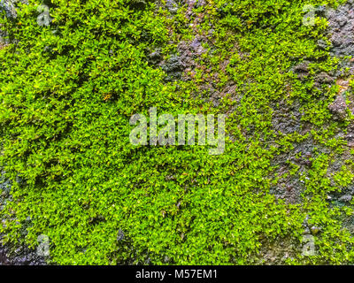 Close-up Old Brick Wall mit Moos und Flechten. Moos wächst auf alten Mauer. Moos wächst in der Regel unter Bäumen oder feuchten Wandflächen. Stockfoto