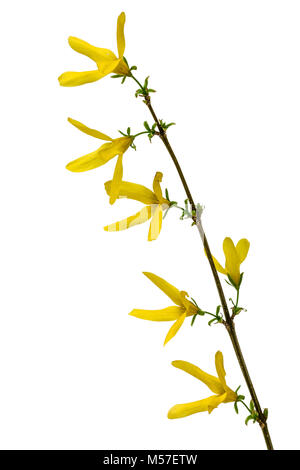 Blumen von Forsythia, auf weißem Hintergrund Stockfoto