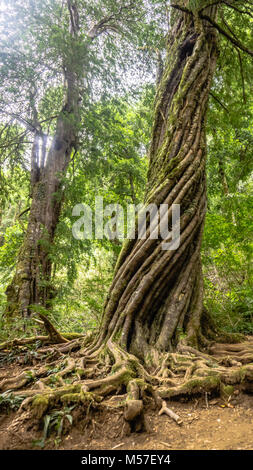 Die Natur zeigt uns eine Menge Pflanzen, Bäume und Blumen, die unsere Welt verschönern und machen das Sehvermögen anbeten. Stockfoto