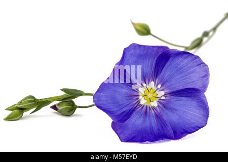 Blaue Blume von Flachs, auf weißem Hintergrund Stockfoto