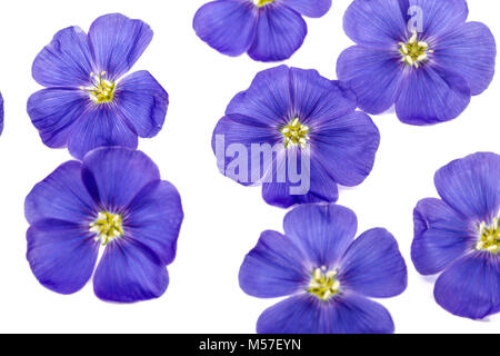 Blaue Blumen von Flachs, auf weißem Hintergrund Stockfoto