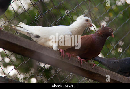 Paar Tauben in der Filiale sitzt, Weiß und Braun pigeon, Hintergrund. Stockfoto