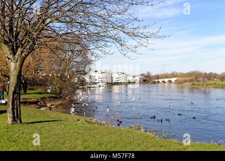 Die Themse in Chertsey Meads, Chertsey Surrey England Großbritannien Stockfoto