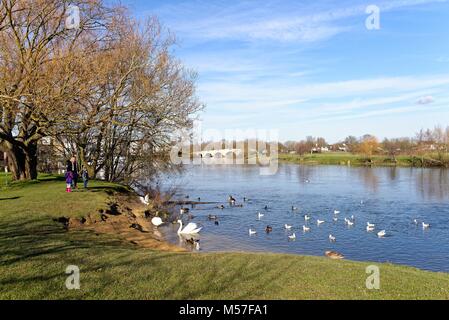 Die Themse in Chertsey Meads, Chertsey Surrey England Großbritannien Stockfoto