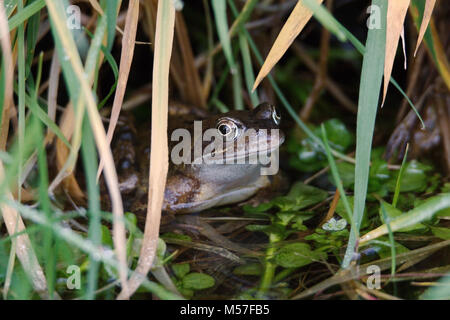 Ein grasfrosch semi-in einem Teich Zuflucht unter etwas Gras versenkt. Stockfoto