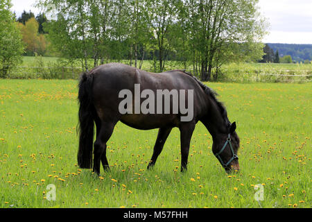 Schwarzes Pferd essen Gras auf der grünen Wiese im Sommer. Stockfoto