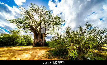 Sonne scheint durch ein Baobab Baum im Krüger Nationalpark in Südafrika Stockfoto