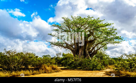 Baobab Baum unter teilweise blauen Himmel im Frühjahr mal in der Krüger Nationalpark in Südafrika Stockfoto