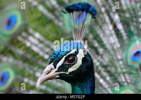 Kopf geschossen von einem Pfau mit den Schwanzfedern aufgefächert Stockfoto