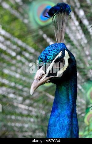 Kopf geschossen von einem Pfau mit den Schwanzfedern aufgefächert Stockfoto